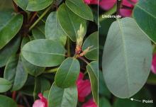leaves