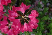 flower cluster