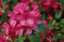 flower cluster