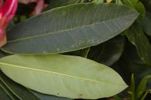 leaves