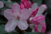 flower and flower buds