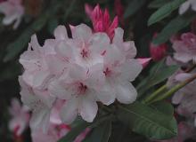 flower cluster