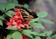 flowers and visitor