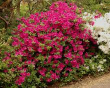 plant habit, flowering