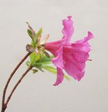 side view of flower