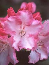 flower flower