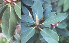 leaves and bud leaves and bud