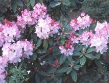 flower clusters and leaves flower clusters and leaves