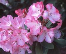 flower clusters flower clusters
