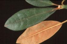 leaves