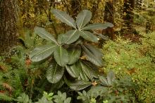 plant habit plant habit