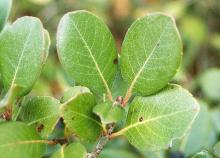 leaves leaves
