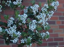 flowering branch flowering branch