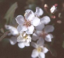 flower flower