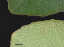 leaf surfaces and margin leaf surfaces and margin