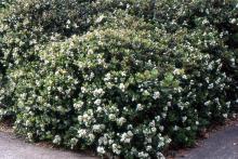 plant habit, flowering plant habit, flowering