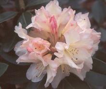 opening flower cluster