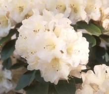 older flower cluster