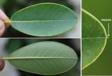leaf