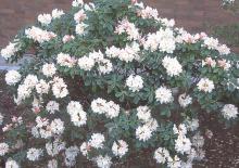 plant habit, flowering