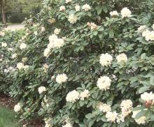 plant habit, flowering