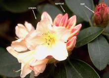 flower and buds