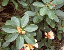 leaves and flower buds