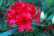 flower cluster