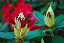 flower buds