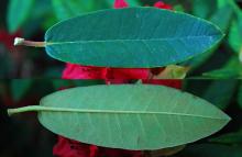 leaf