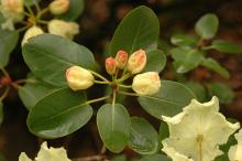 leaves and opening flowers