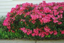 plant habit, flowering