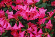 flower clusters