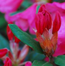 flower buds and leaf
