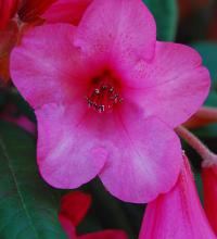 flower, front