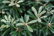 foliage foliage