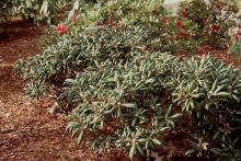 plant habit, before flowering plant habit, before flowering