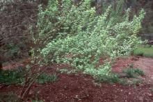 plant habit