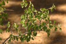 leafy branch