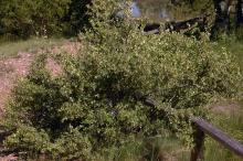 plant habit