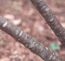 stems, bark