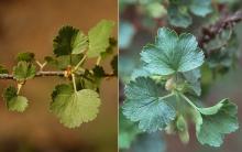 leaves