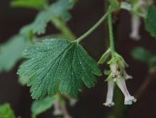 leaf and flower cluster