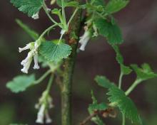 flowers and leaves