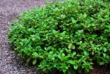 plant habit