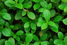 leaves