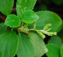 leaves and opening flower cluster