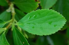 leaf