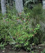 plant habit, flowering