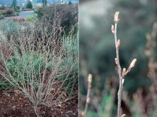 plant habit and buds, early spring